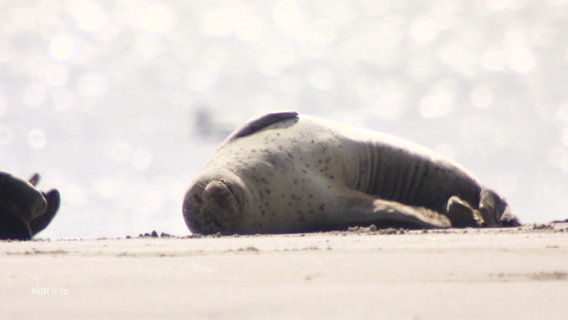 Eine sich sonnende Robbe auf einer Sandbank. © Screenshot 