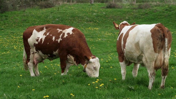 Zwei braun-weiße Kühe stehen auf einer grünen Wiese. © Screenshot 