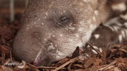 Ein neugeborenes Tapirbaby schläft. © Screenshot 