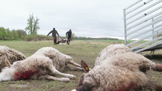 Schäfer sammeln tote Schafe auf einer Weide zusammen. © Screenshot 