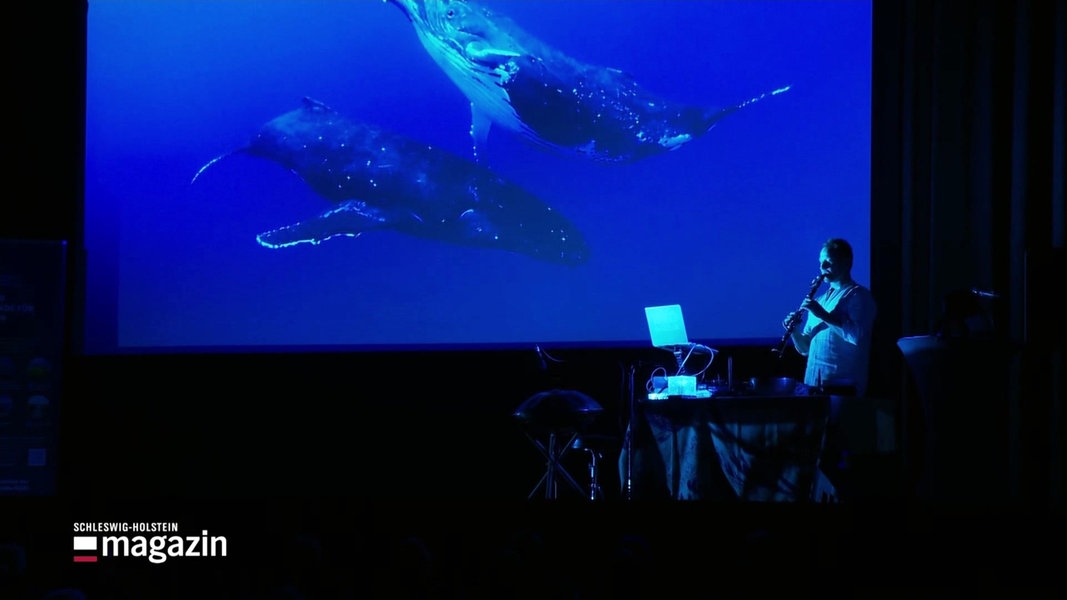 Eine Leinwand mit projizierten Walen. Davor ein Musiker.