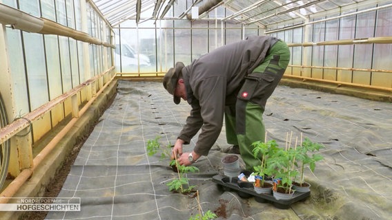 Blumenbauer Jens Wöbb steckt Tomatensetzlinge in den Boden in seinem Gewächshaus. © Screenshot 