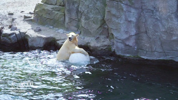 Eisbärin "Nana" spielt im Wasser mit einem großen weißen Ball. Sie hat ihre Vorderpranken auf dem Ball abgestützt und treibt mit ihm auf der Wasseroberfläche. © Screenshot 