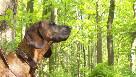 Ein angeleinter Hund im Wald. © Screenshot 