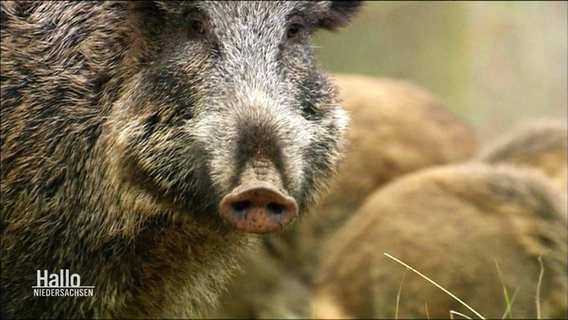 Ein Wildschwein blickt in die Kamera. © Screenshot 