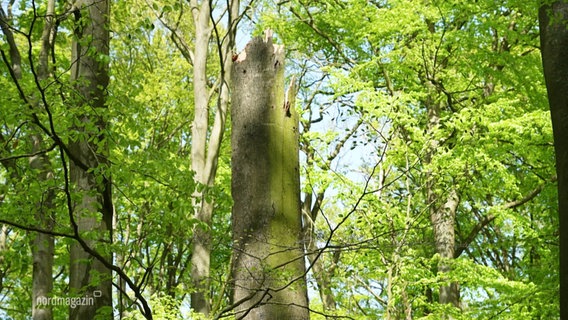 Eine abgestorbene Buche steht in einem Wald. © Screenshot 