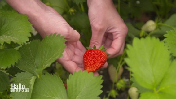 Zwei Hände halten eine rote, reife Erdbeere zwischen Erdbeerpflanzen in die Kamera. © Screenshot 