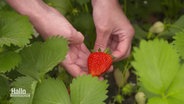 Zwei Hände halten eine rote, reife Erdbeere zwischen Erdbeerpflanzen in die Kamera. © Screenshot 