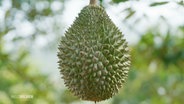 Durianfrucht am Baum © Screenshot 