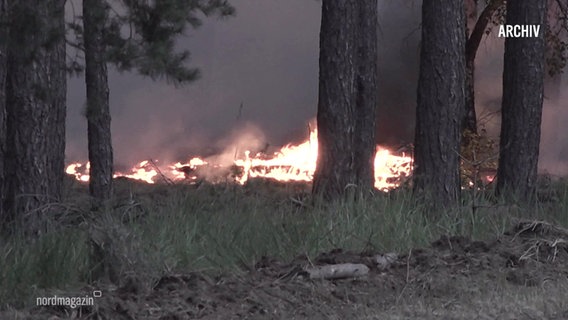 Zwischen Baumstämmen im Wald ragen Flammen auf. © Screenshot 