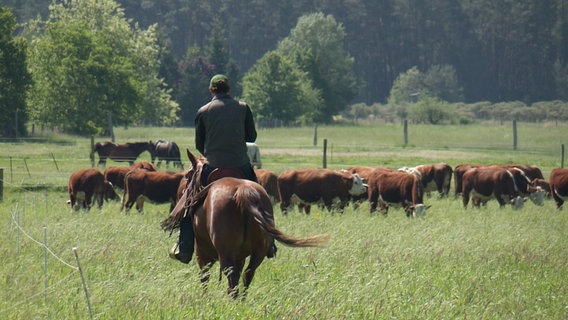 Ein Züchter reitet auf dem Pferd zu seiner Rinderherde. Der Reiter ist von hinten zu sehen, vor sich in einigen Metern Entfernung die Herde, die auf einer grünen Wiese grast. Im Hintergrund sind zuerst eine Pferdekoppel und dahinter noch ein Wald zu sehen. © Screenshot Foto: NDR