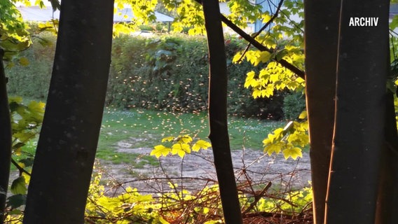 Ein Mückenschwarm schwirrt zwischen Baumstämmen umher. © Screenshot 