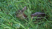 Ein Rehkitz wurde von Schülern in einem Feld vor dem Mähdrescher gerettet. © Screenshot 