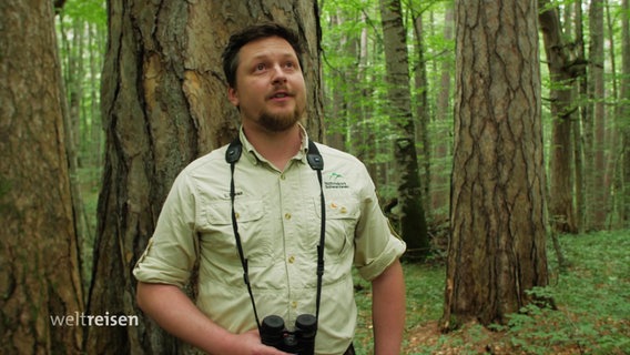Ein Ranger im Wald, er hat ein Fernglas um den Hals gehängt und schaut nach oben in die Bäume. © Screenshot 