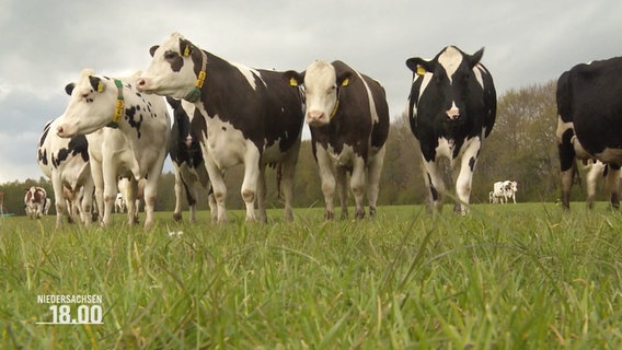 Milchkühe stehen auf der Weide. © Screenshot 