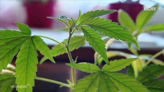 Das Blatt einer Cannabispflanze © Screenshot 