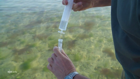Ein Forscher entnimmt mit einer Spritze eine Wasserprobe aus der Ostsee. © Screenshot 