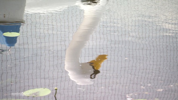 Im Wasser spiegelt sich ein Tretboot mit Schwanenkopf. © Screenshot 
