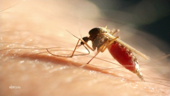 Eine Steckmücke sitzt auf einem Arm eines Menschen und nährt sich an seinem Blut. © Screenshot 
