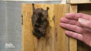 Eine Fledermaus an einem Nistkasten. © Screenshot 