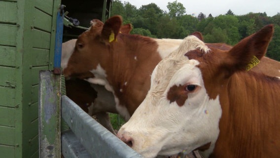 Kühe werden in einen Transportanhänger getrieben. Die eine Kuh, eine braune mit weißem Kopf, steht an der Seite und schaut über die Absperrung. © Screenshot 