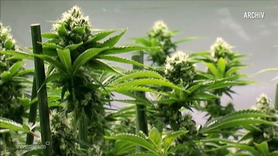 Die Knollen einer Cannabis-Pflanze. © Screenshot 
