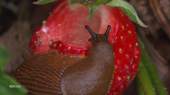 Eine Nacktschnecke auf einer Erdbeere. © Screenshot 