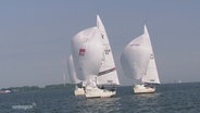 Segelboote fahren ein Regatta im Stralsunder Hafen. © Screenshot 