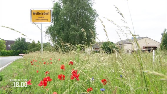 Wildblumen und Gräser im Grünstreifen vor dem Ortsschild Woltersdorf. © Screenshot 