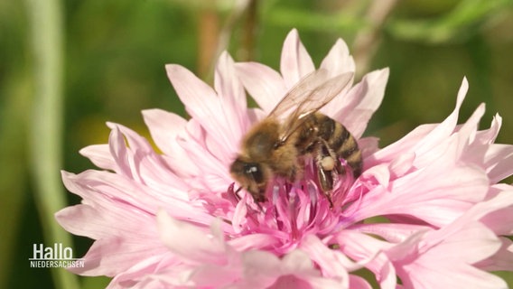 Nahaufnahme: Eine Biene sitzt auf einer heen Blüte. © Screenshot 