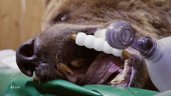 Die narkotisierte Braunbärin "Magda" bekommt eine Zahnbehandlung. © Screenshot 