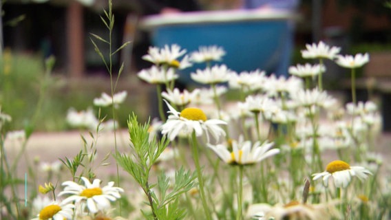 Nahaufnahme: Wilde Margeriten blühen auf einer Grünfläche in der Stadt. © Screenshot 