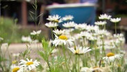 Nahaufnahme: Wilde Margeriten blühen auf einer Grünfläche in der Stadt. © Screenshot 