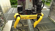 Der vierbeinige Roboter ist gelb und trägt auf dem Rumpf die Aufschriften "Dräger" und "Boston Dynamics". © Screenshot 