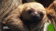 Ein Faultierbaby. © Screenshot 