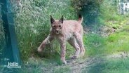 Ein Luchs schaut in die Kamera. © Screenshot 