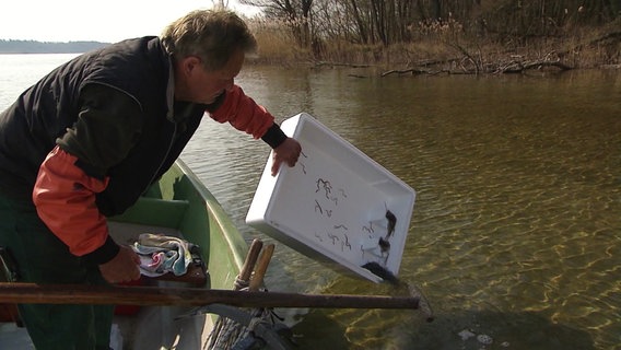 Ein Mann steht in einem Ruderboot und schüttet aus einer Styropor-Box Jungaale ins Gewässer. © Screenshot 