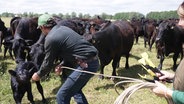 Ein junger Mann fängt mit einem Lasso ein Kalb aus seiner Herde. © Screenshot 