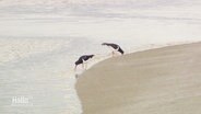 Zwei Austernfischer stehen an einem Priel und stöbern mit ihren Schnäbeln im Wasser. © Screenshot 