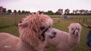 Zwei Alpakas auf einer Wiese. © Screenshot 
