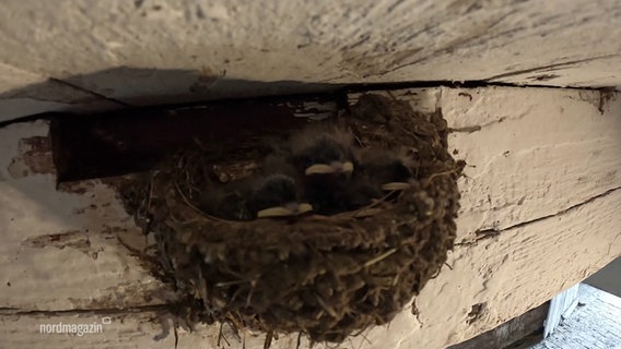 Vier kleine Jungschwalben schauen aus ihrem Nest an einem Deckenbalken. © Screenshot 