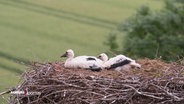 Zwei Jungstörche in einem Nest. © Screenshot 
