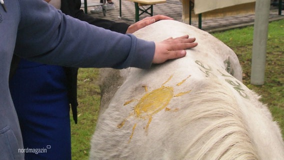 Hände streicheln ein weißes Pony, das mit einer Sonne bemalt ist. © Screenshot 
