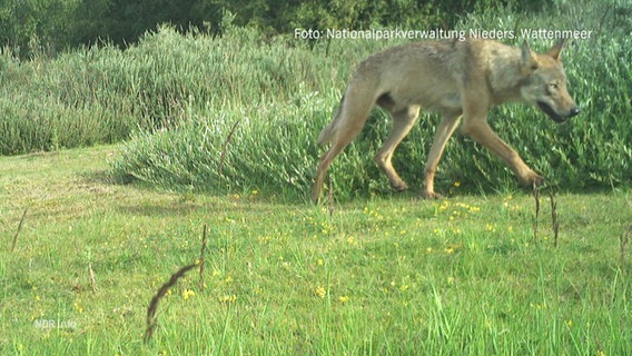 Ein Wolf läuft über eine Wiese. © Screenshot 