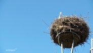 Ein Storch sitz in seinem Nest. © Screenshot 