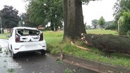 Ein von einem umgestürzten Baum beschädigtes Auto. © Screenshot 