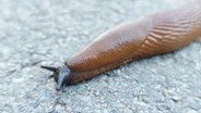 Eine Nacktschnecke kriecht über eine Straße. © Screenshot 