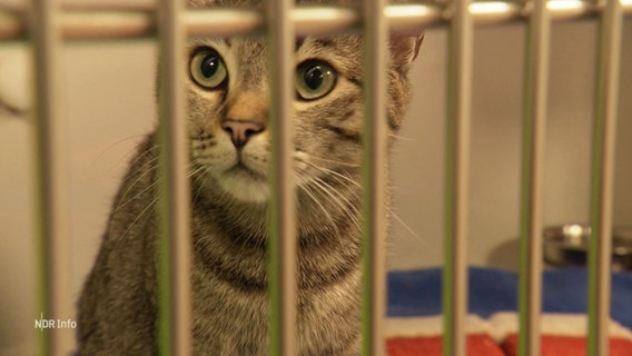 Eine graue Katze und schwarzen Streifen schaut aufmerksam durch Gitter hindurch. © Screenshot 