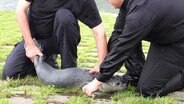 Zwei Männer retten einen Seehund an der Tatenberger Schleuse. © Screenshot 