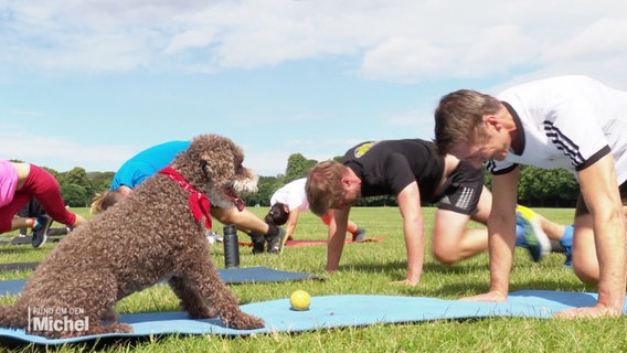 Auf einer Wiese macht eine Sportgruppe die Übung Mountainclimber. Ein Hund sitzt dabei seinem Herrchen gegenüber. © Screenshot 